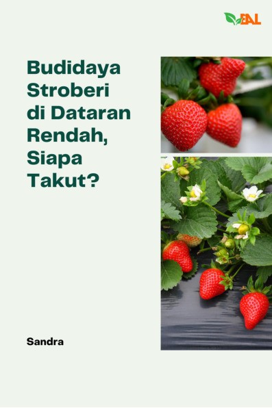 Budidaya Stroberi di Dataran Rendah, Siapa Takut?